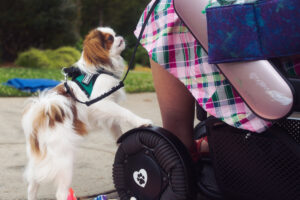 A small white and sable Japanese Chin dog puts its paws up on a power wheelchair and looks up at the person in it.