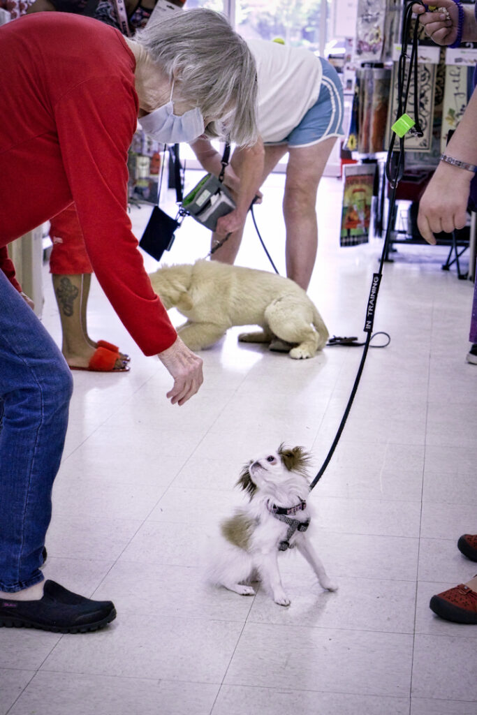 Small Japanese Chin puppy sits while a stranger reaches over to pet her.  A Golden Retriever Puppy is lying down in the background.