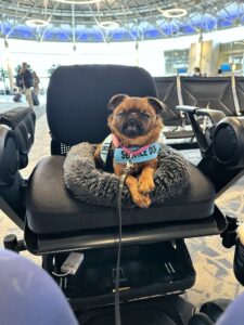 Callie Mae, a red short-coat Brussels Griffon, lays on her handler's wheelchair seat, intently staring at her handler (out of the picture), as they wait to board their flight at the Charlotte Douglas International Airport.